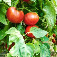 Tomato 'Big League' (Determinate) F1 - Seeds
