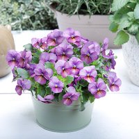 Viola 'Floral Power Plum Antique' F1 - Seeds