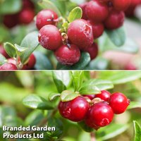 Cranberry & Lingonberry Collection