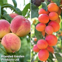 Stone Fruit Collection