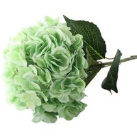 Giant Head Hydrangea Single Stem - Light Green