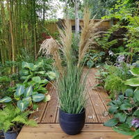 Potted Pampas - Green / 3 Heads