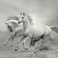 White Wild Horses Wall Mural - Grey