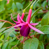 Fuchsia Mrs Popple - Scarlet and Purple