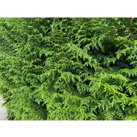 X10 Gelderland Western Red Cedar 3-4ft 3L Pots - Green