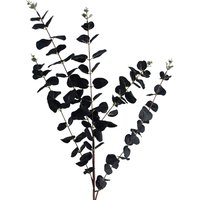 Black Eucalyptus Foliage Stem - Black Eucalyptus