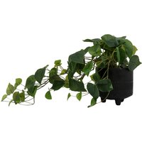 Ivy in Footed Pot - Black
