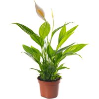 Spathiphyllum Peace Lily Exotic Indoor House Plant - Green / 30 - 40 cm