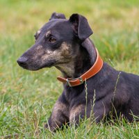 Greyhound Leather Collar - Tan