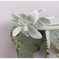 Artificial Lambs Ear Spray 38cm - Green