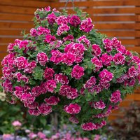 Petunia 'Tumbelina Anna' - Pink / 6