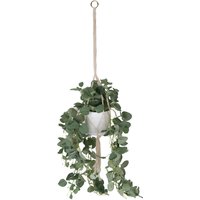 Hanging Eucalyptus in Pot