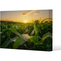 field at sunset Canvas Print Canvas Print - Green / 77cm / 114cm