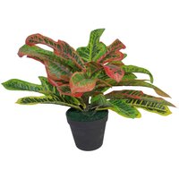 Mini Codiaeum Multicoloured House Plant - Croton