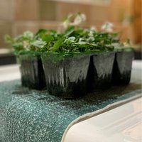 Water Absorbent Capillary Matting Roll for Plant Pot Watering - Green / 2