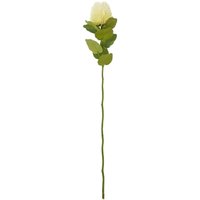 Set of 3 Banksia Stems - Cream