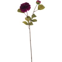 Dazzling Dahlia Elegance - Purple