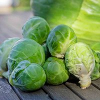 Marshalls Garden Clodius F1 Brussels Sprout Seeds - Winter-hardy, Disease-resistant, 30 seeds - Green