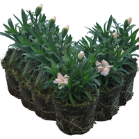 Carnation White 10.5cm x 3 or 6 Elegant White Blooms with Classic Fragrance - White / 6