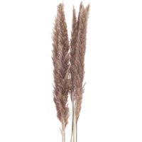 Mini Natural Pampas Grass Bunch of 15 - Petite Decor - Beaver