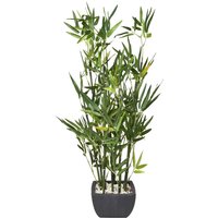 Bamboo in Black Terracotta Pot - Green