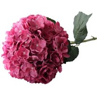 Giant Head Hydrangea Single Stem - Dark Pink