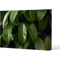 Closeup of beautiful glossy green leaves Canvas Print - Green / 91cm / 61cm