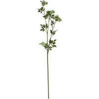 Cow Parsley Ammi Delicate Filler - Green