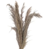 Natural Pampas Grass Stem Botanical Decor - Brown