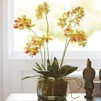 Artificial Petite Phalaenopsis Orchid Plant in Glass Vase - Yellow