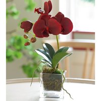 Artificial Petite Orchid Plant in Vase - Red