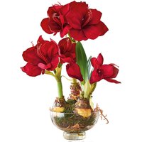 Artificial Triple Amaryllis Plant in Vase - Red