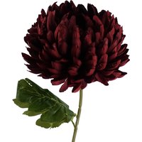 Single Extra Large Reflex Chrysanthemum - Red Chrysanthemum