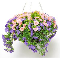 Hanging Rattan Basket of Multicolour Artificial Petunias - Purple / 1