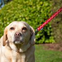 Ancol Reflective Stars Dog Lead 1m - Red