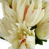65cm Pack of 6 Artificial Protea Sugarbush Flower Stems Pink - White Flower Stems