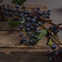 Viburnum Berry Elegance Stems For Floral Arrangements - Blue