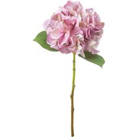 A Touch of Elegance Single Hydrangea - Pink