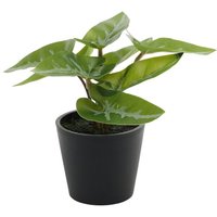 Mini Artificial Potted House Plant - Syngonium / Mini Syngonium
