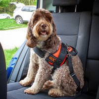 RAC In case Harness Connector Strap for Seatbelt - Black