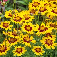 Marshalls Garden Coreopsis 'Sunkiss' - Bright Golden-Yellow Flowers, Compact Hardy Perennial - Yellow / 6