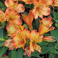 Marshalls Garden Alstroemeria 'Inticancha Bryce' - Hardy Compact Perennial, Peachy Orange Flowers - Neutral / 3