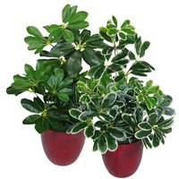 Variegated Artificial Umbrella Plant - Light Plant