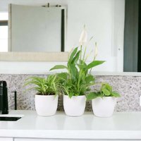 Bathroom Houseplant Set 3x 12cm Pots - Peace Lily Spider Philodendron - green