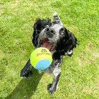 Pack of 3 Sportspet Squeak Balls - Multicolour