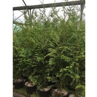 Thuja Plicata Gelderland Western Cedar Conifer Tree 4-5ft in a 5 L Pot - Green