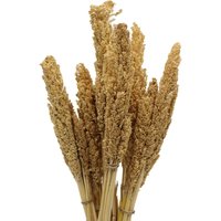 Vibrant Cantal Grass Bunch Natural Dried Coloured Floral Decor - Natural