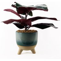 Artificial Ficus Plant with Teal Blue Green Ceramic Planter - Ficus Plant Teal Blue Green Ceramic Planter