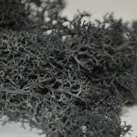 Coloured Reindeer Moss - Black