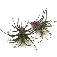 Artificial Tillandsia Air Plant Picks - Green